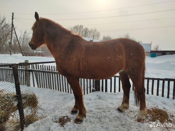 Продам лошадь