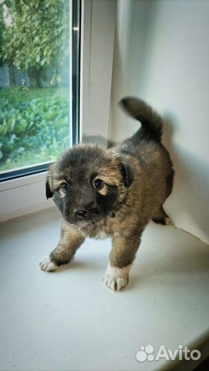 Прекрасные щенки