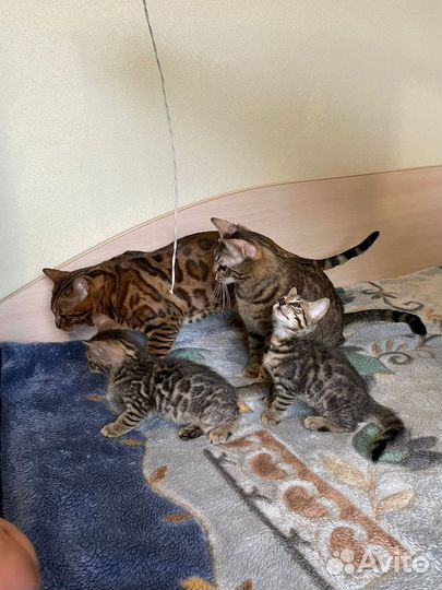 Бенгальские котята
