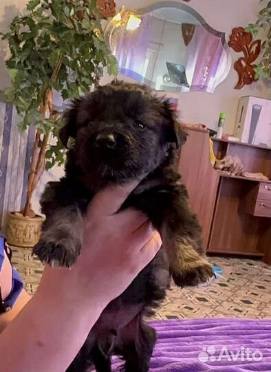 Щенки -1.5 месяца