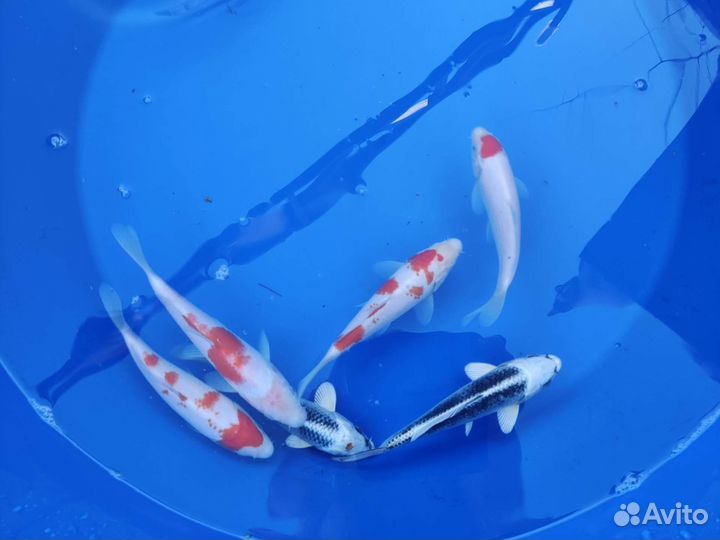 Карп кои. Профессионально. Консультации