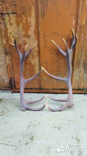 Рога оленя