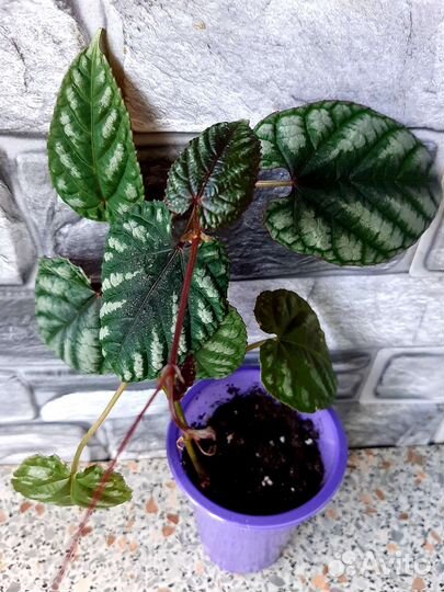 Циссус Дисколор