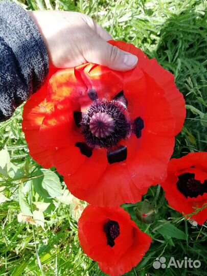 Многолетние растения для сада