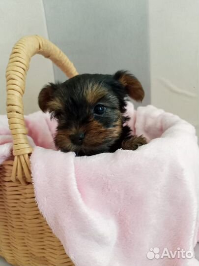 Йоркширский терьер щенки стандарт