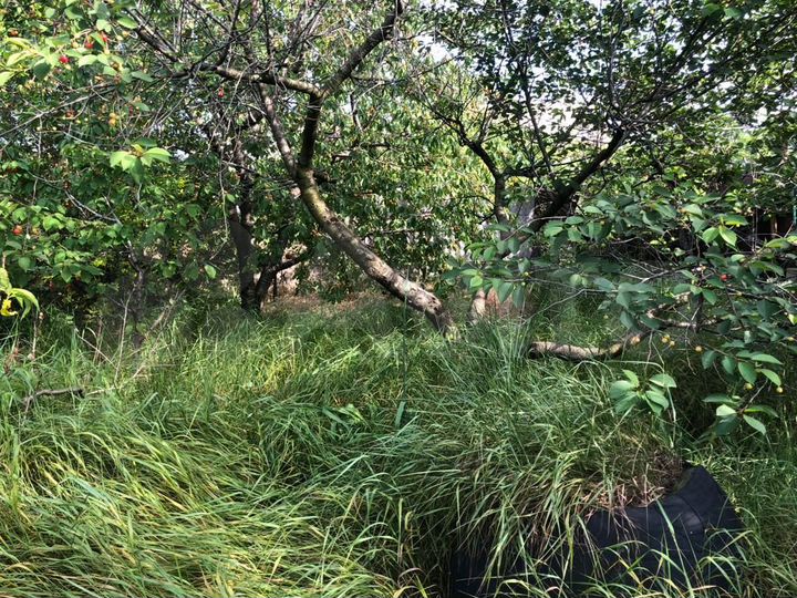 Участок 3,5 сот. (СНТ, ДНП)