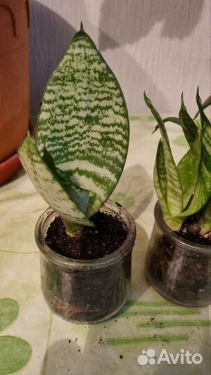 Сансевиерия