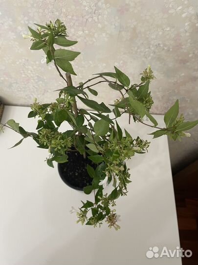 Абелия белая