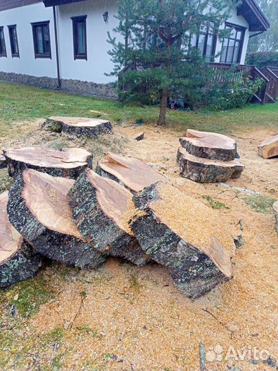 Березовые спилы