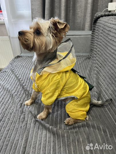 Дождевик для маленькой собаки