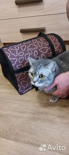 Переноска для кошек