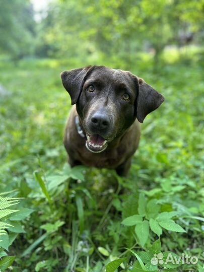 Лабрадор в добрые руки