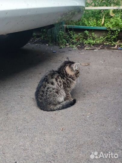 Котёнок ищет приют