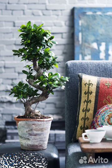 Фикус бонсай большой