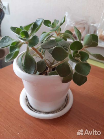 Аихризон дерево любви комнатные цветы