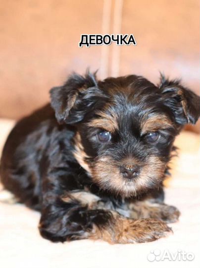 Щенки бивер йорка