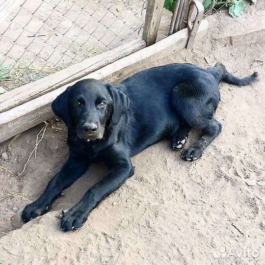 Щенок в добрые руки