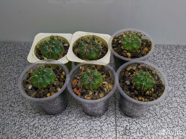 Суккуленты