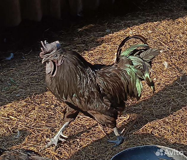 Петух ухейилюй