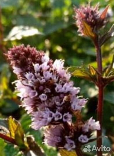 Растения для сада