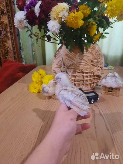 Малазийская серама