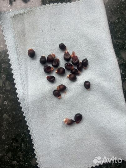 Семена кукурузы черной