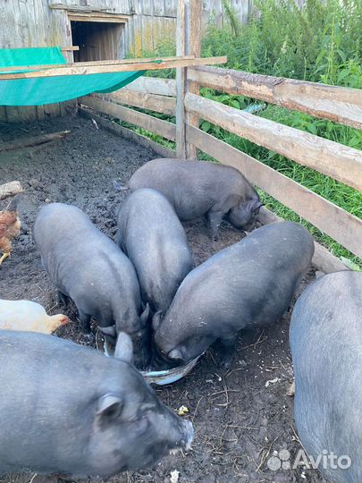 Вьетнамские вислобрюхие поросята