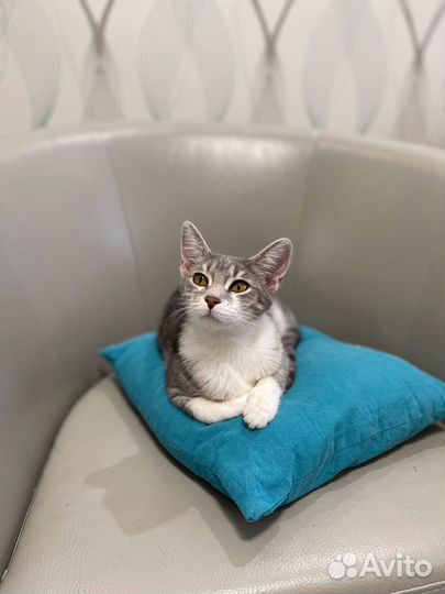 Кошка в добрые руки