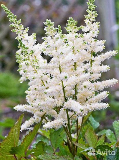 Растения и саженцы для сада