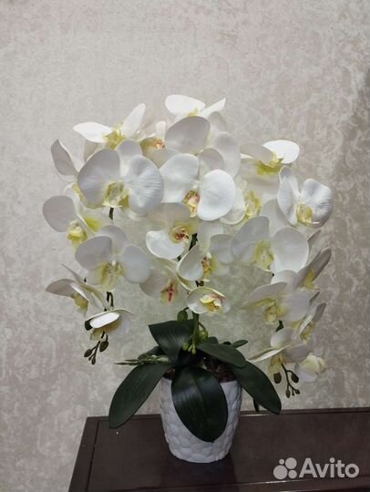 Орхидея дендробиум