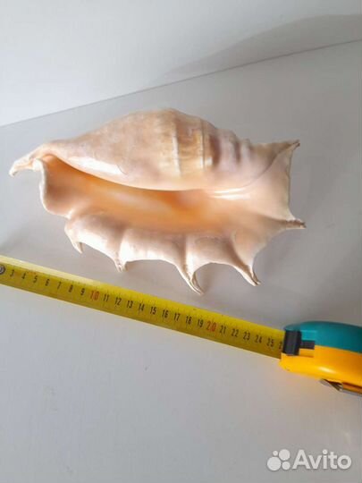 Морские раковины и звезда