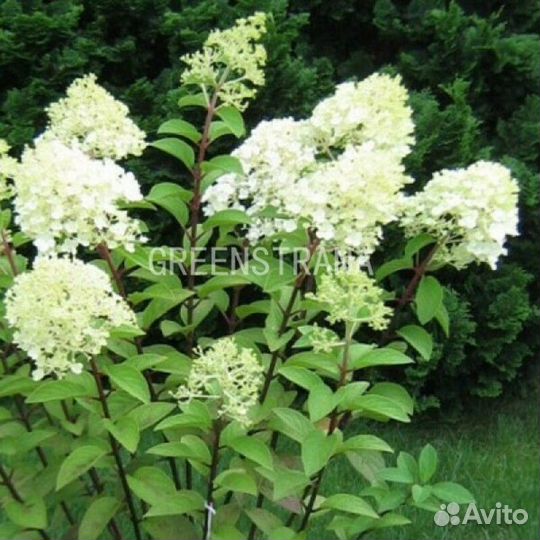 Гортензия метельчатая Мидлэйт Саммэ/С45