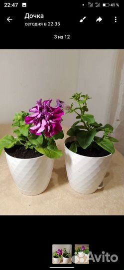 Петуния в горшках