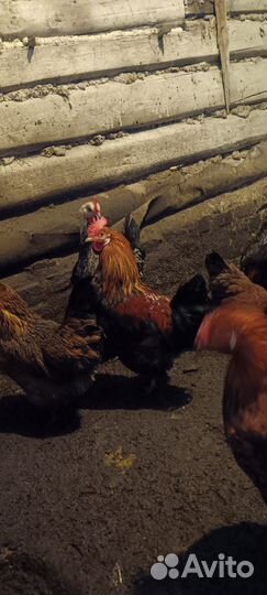 Молодые петухи