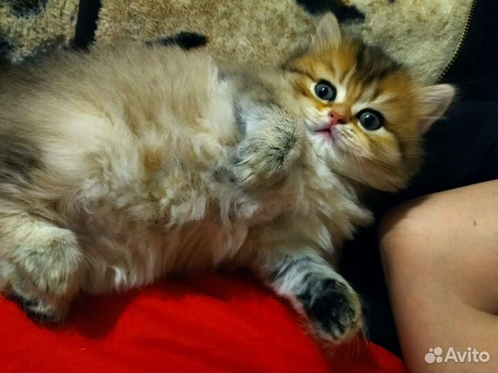 Британская кошка