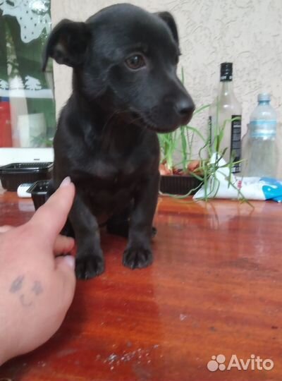 Той-терьер щенки девочка