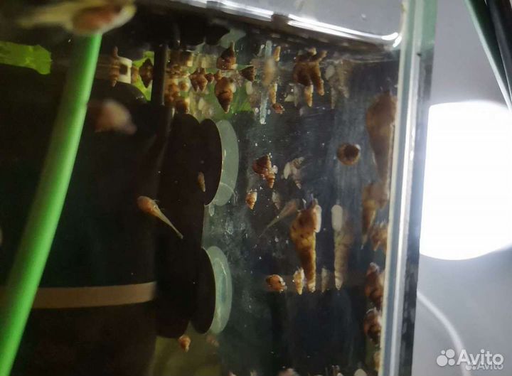 Улитки Милании