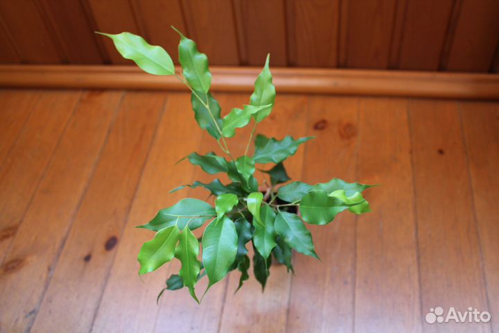 Фикус бенджамина