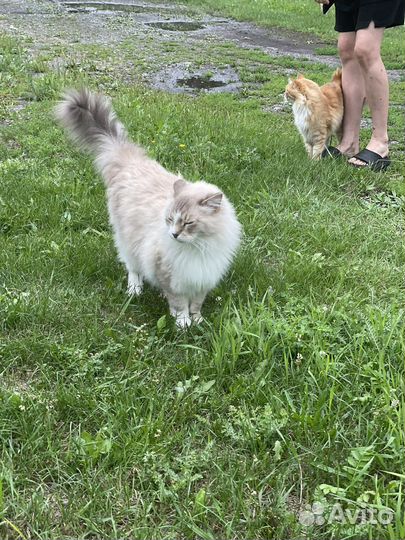 Невский маскарадный кот