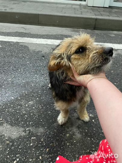 Малышка в поисках дома