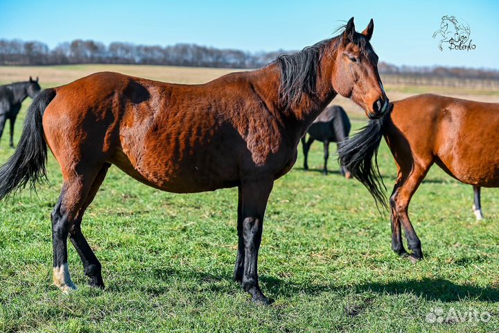 Лошади кабылы