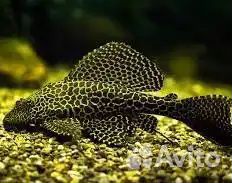 Сом птеригоплихт