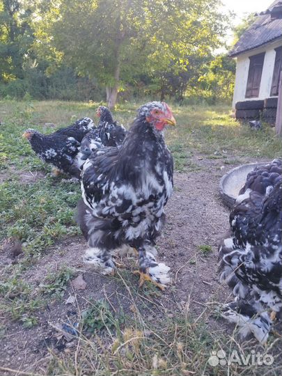 Куры молодки несушки
