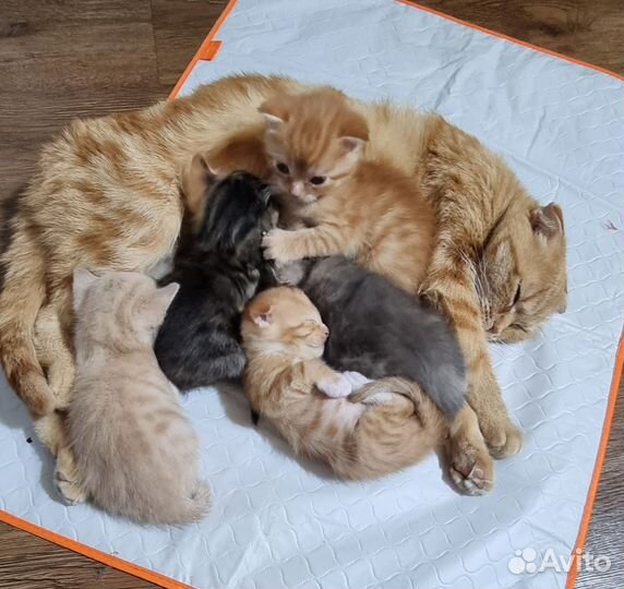 Шотландские котята