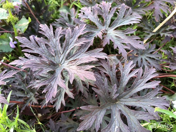 Многолетники для сада