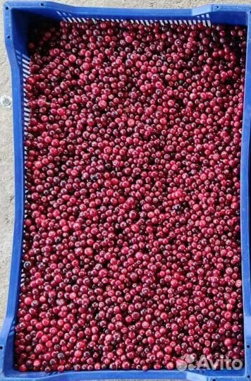 Клюква свежая