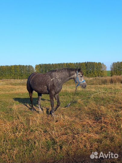 Кобыла орловская
