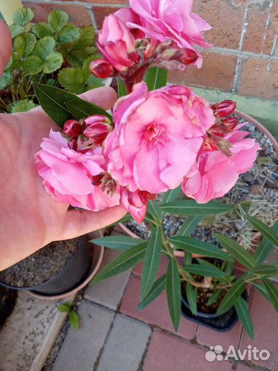 Псевдоэрантемум сетчатый, олеандр, хаутюния