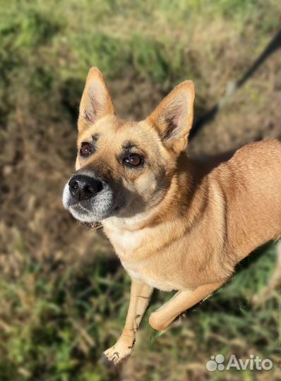 Рыжее счастье приносящее удачу