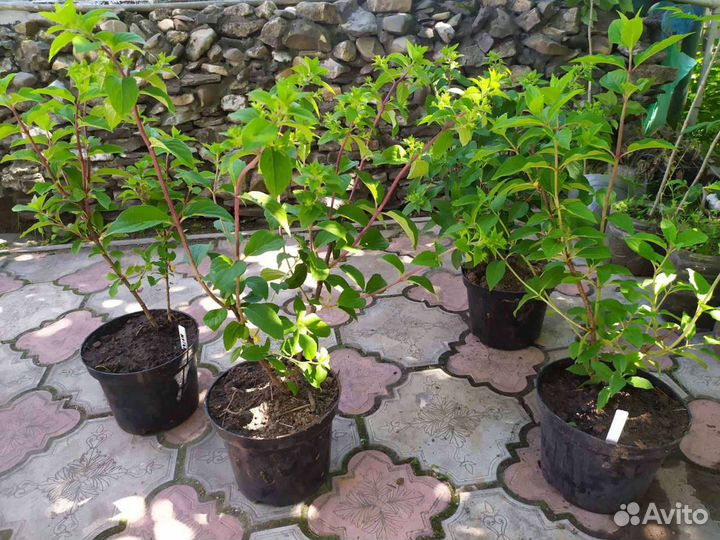 Гортензия метельчатая Новинки сезона